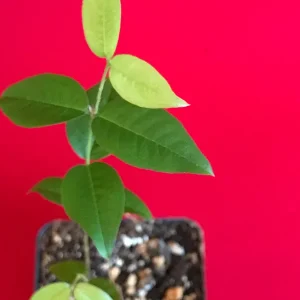 Red Hybrid Jaboticaba Fruit Tree Live Plant - Precocious Brazilian Grape Seedling 2-5 inch - Image 5