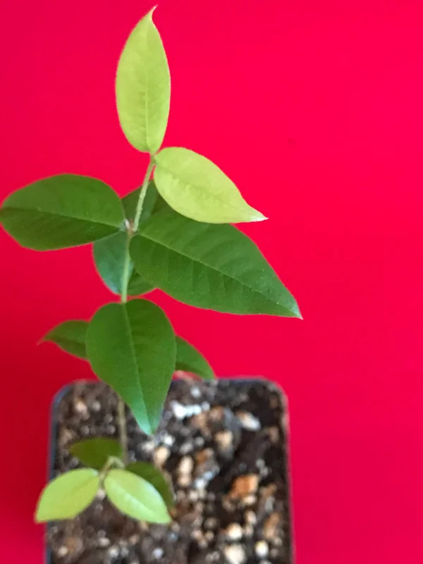 Red Hybrid Jaboticaba Fruit Tree Live Plant - Precocious Brazilian Grape Seedling 2-5 inch - Image 5