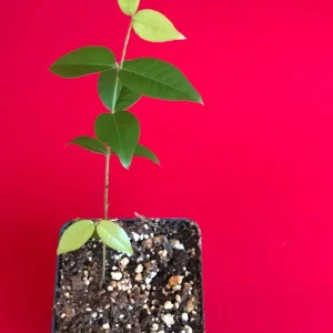 Red Hybrid Jaboticaba Fruit Tree Live Plant - Precocious Brazilian Grape Seedling 2-5 inch - Image 6