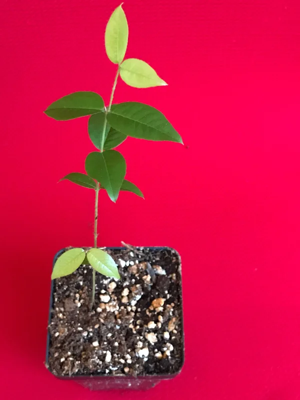 Red Hybrid Jaboticaba Fruit Tree Live Plant - Precocious Brazilian Grape Seedling 2-5 inch - Image 6