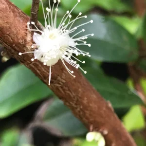 Red Hybrid Jaboticaba Fruit Tree Live Plant - Precocious Brazilian Grape Seedling 2-5 inch - Image 7