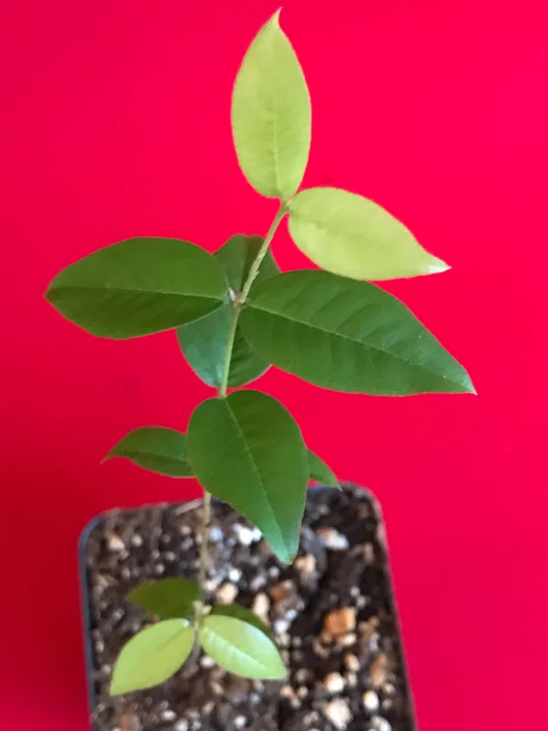 Red Hybrid Jaboticaba Fruit Tree Live Plant - Precocious Brazilian Grape Seedling 2-5 inch - Image 8