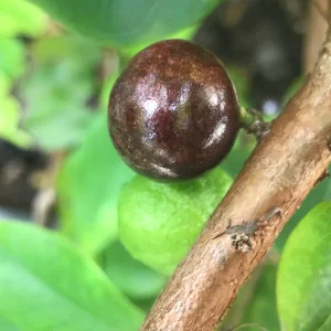 Red Hybrid Jaboticaba Fruit Tree Live Plant - Precocious Brazilian Grape Seedling 2-5 inch - Image 9