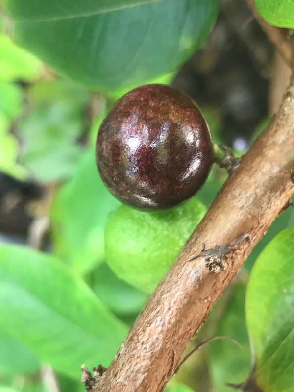 Red Hybrid Jaboticaba Fruit Tree Live Plant - Precocious Brazilian Grape Seedling 2-5 inch - Image 9