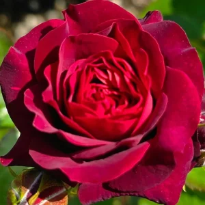 Red Hybrid Tea Rose Live Plant - Fragrant Shrub, 5-9 Inch Tall - Image 2
