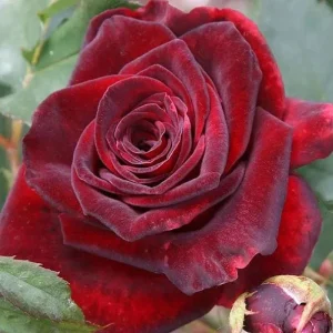 Red Hybrid Tea Rose Live Plant - Fragrant Shrub, 5-9 Inch Tall - Image 3