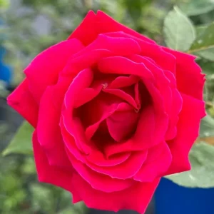 Red Hybrid Tea Rose Live Plant - Fragrant Shrub, 5-9 Inch Tall - Image 6