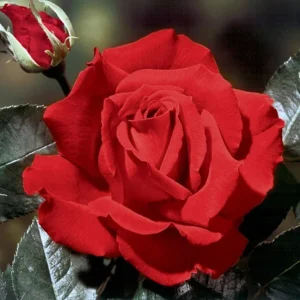 Red Hybrid Tea Rose Live Plant - Fragrant Shrub, 5-9 Inch Tall - Image 7