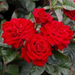 Red Hybrid Tea Rose Live Plant - Fragrant Shrub, 5-9 Inch Tall - Image 8