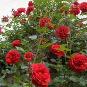 Red Hybrid Tea Rose Live Plant Shrub - Fragrant, Well Rooted, 5-9 inches Tall - Image 4