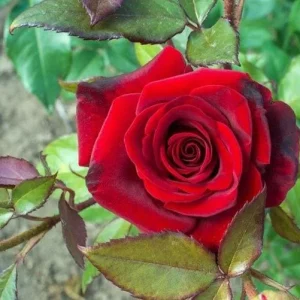 Red Hybrid Tea Rose Live Plant Shrub - Fragrant, Well Rooted, 5-9 inches Tall - Image 5