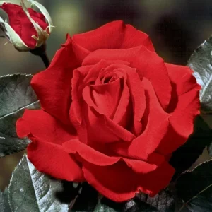 Red Hybrid Tea Rose Live Plant Shrub - Fragrant, Well Rooted, 5-9 inches Tall - Image 7