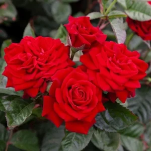 Red Hybrid Tea Rose Live Plant Shrub - Fragrant, Well Rooted, 5-9 inches Tall - Image 8