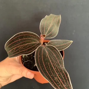 Red Jewel Orchid Ludisia Discolor Live Plant – 4 inch pot – Rare Variegated Foliage – Indoor - Image 2