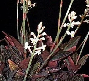 Red Jewel Orchid Ludisia Discolor Live Plant – 4 inch pot – Rare Variegated Foliage – Indoor - Image 4