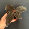 Red Jewel Orchid Ludisia Discolor Live Plant – 4 inch pot – Rare Variegated Foliage – Indoor - Image 1