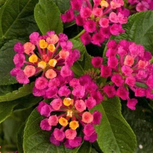 Red Lantana Live Plants - 2-Pack Perennial Flowers for Outdoors - Image 2