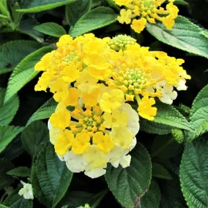 Red Lantana Live Plants - 2-Pack Perennial Flowers for Outdoors - Image 4