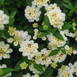 Red Lantana Live Plants - 2-Pack Perennial Flowers for Outdoors - Image 5
