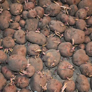 Red LaSoda Seed Potatoes - Certified Heirloom Planting Spuds - 1-10 Lbs - Image 2