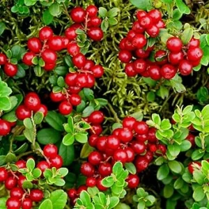 Red Lingonberry Live Plant – Starter Bush – 4 to 6 Inch Tall – Outdoor - Image 4