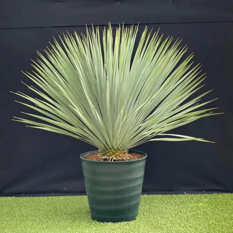 Red Lipstick Palm Live Plant – 3 Gallon Pot – Large Fully Rooted – Indoor Outdoor - Image 10