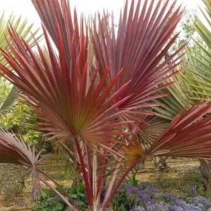 Red Lipstick Palm Live Plant – 3 Gallon Pot – Large Fully Rooted – Indoor Outdoor - Image 11