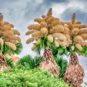 Red Lipstick Palm Live Plant – 3 Gallon Pot – Large Fully Rooted – Indoor Outdoor - Image 14