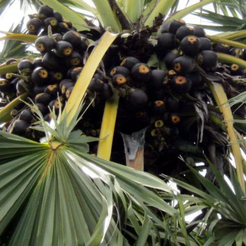 Red Lipstick Palm Live Plant – 3 Gallon Pot – Large Fully Rooted – Indoor Outdoor - Image 2