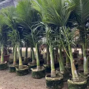 Red Lipstick Palm Live Plant – 3 Gallon Pot – Large Fully Rooted – Indoor Outdoor - Image 3