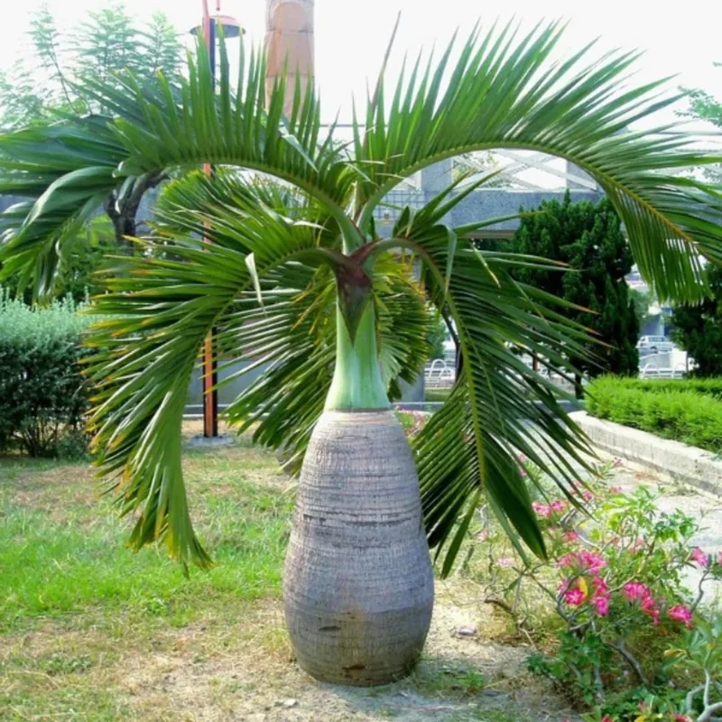 Red Lipstick Palm Live Plant – 3 Gallon Pot – Large Fully Rooted – Indoor Outdoor - Image 9