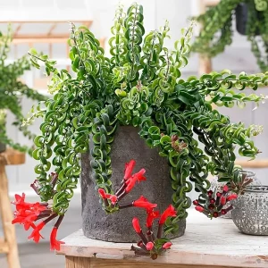 Red Lipstick Plant Live – Aeschynanthus Vine, 3 Inch Pot, Indoor Houseplant - Image 4