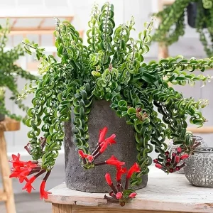 Red Lipstick Plant Live – Aeschynanthus Vine, 3 Inch Pot, Indoor Houseplant - Image 5