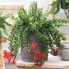 Red Lipstick Plant Live – Aeschynanthus Vine, 3 Inch Pot, Indoor Houseplant - Image 1