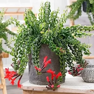 Red Lipstick Plant Live – Aeschynanthus Vine, 3 Inch Pot, Indoor Houseplant - Image 1