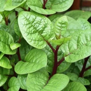 Red Malabar Spinach Seeds for Planting – 200 Seeds – Basella Rubra - Image 5