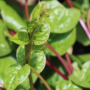 Red Malabar Spinach Seeds for Planting – 200 Seeds – Basella Rubra - Image 1