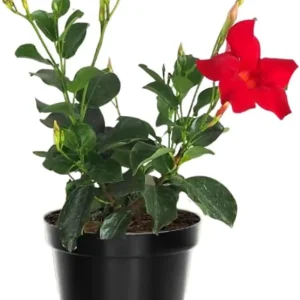 Red Mandevilla Live Plant – 2-Pack, 4-6 Inch Tall – Outdoor Flowering Vine - Image 6