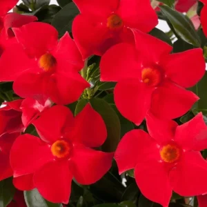 Red Mandevilla Live Plant - Tropical Flowering Vine, 10-20 Inch Tall, No Pot, Dipladenia - Image 2