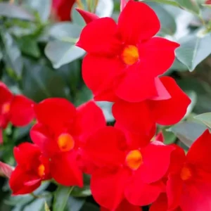 Red Mandevilla Live Plant - Tropical Flowering Vine, 10-20 Inch Tall, No Pot, Dipladenia - Image 3