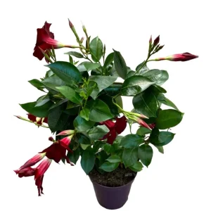 Red Mandevilla Live Plant - Tropical Flowering Vine, 10-20 Inch Tall, No Pot, Dipladenia - Image 4