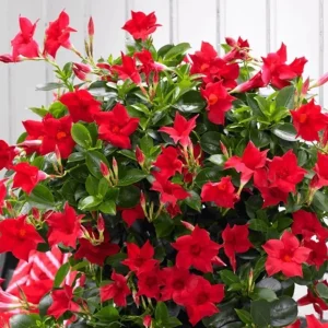 Red Mandevilla Live Plant - Tropical Flowering Vine, 10-20 Inch Tall, No Pot, Dipladenia - Image 5