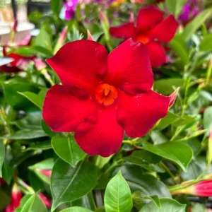 Red Mandevilla Live Plant - Tropical Flowering Vine, 10-20 Inch Tall, No Pot, Dipladenia - Image 6