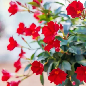 Red Mandevilla Live Plant - Tropical Flowering Vine, 10-20 Inch Tall, No Pot, Dipladenia - Image 7