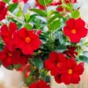 Red Mandevilla Live Plant - Tropical Flowering Vine, 10-20 Inch Tall, No Pot, Dipladenia - Image 1