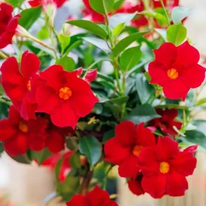 Red Mandevilla Live Plant - Tropical Flowering Vine, 10-20 Inch Tall, No Pot, Dipladenia - Image 1