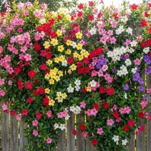 Red Mandevilla Live Plant Vine – 2 Pack, 4-7