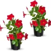 Red Mandevilla Live Plants – 2 Pack Tropical Flowering Vine Starter 4-7" Tall Outdoor - Image 1