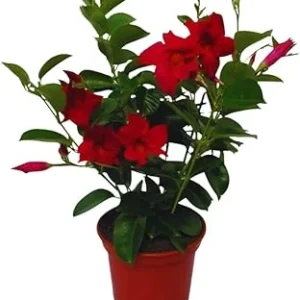 Red Mandevilla Live Plants, Set of 2, 10-12 Inches Tall, Flowering Vine - Image 6