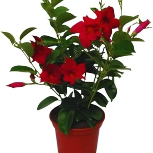 Red Mandevilla Live Plants, Set of 2, 10-12 Inches Tall, Flowering Vine - Image 7